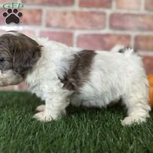 Hazel, Shih-Poo Puppy